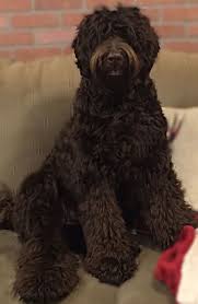 All will be reserved in order from our waitlist. Labradoodle Australian Labradoodle Puppies Labradoodle Puppies For Sale Labradoodle