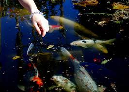 The female koi expel their eggs on vegetation or special breeding mats. Fish Eggs And Fiction Crow Tree Books