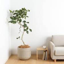 flexing on the streets is one thing but it s what s on the inside that counts take your home to the next level with this definitive home プランターカバー 観葉植物 グリーン