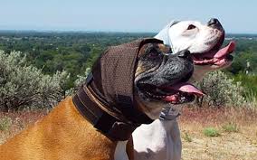 A Protective Ear Wrap For Dogs To Protect Dog S Ears And Help Them Heal From Ear Hematomas Injuries And Post Surgery Ear Protection H Dog Wrap Ear Wrap Dogs