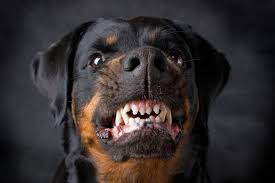 The price for alabai dogs depends on your country exchange rate and breeders price tags. Top 23 Dogs With The Strongest Bite Pet Comments