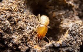 The concept was very simple; Termite Control West Chester Pa Masters Touch Pest Solutions