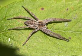 How long do spider bites last? Any Dangerous Spiders In Denmark Wild About Denmark
