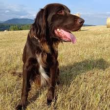 Image result for německý ohař dlouhosrstý