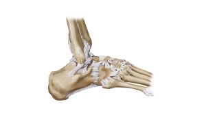 Les ligaments permettent à ces os de rester en contact lors des mouvements. Entorse Du Pied Ou De La Cheville Quel Est Le Meilleur Traitement