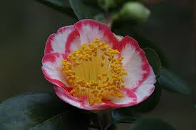 Kamelie Camellia Higo Okan 19 04 2013 Camellia White Camellia Flowers