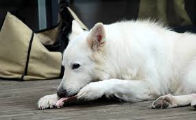Peut On Donner Les Restes De Ses Repas A Son Chien