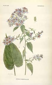 Blue Wood Aster Symphyotrichum Cordifolium Botanical Drawings Botanical Illustration Botanical Art