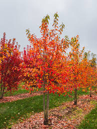 Image result for Nyssa sylvatica