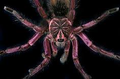Camel crickets get their common name from their humpbacked appearance, which is similar to that of a camel. 41 Spiders Ideas Arachnids Spider Tarantula