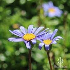 There are daisies for prune to shape in autumn. Felicia Amelloides Mauve Cloud Australian Plants Online