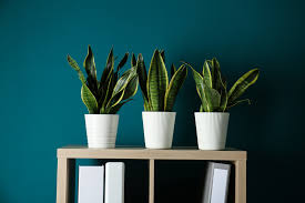 Comme le bleu canard ou le bleu paon, elle est un subtil mélange de bleu et de vert mais se démarque en tirant d'avantage sur le gris. Bleu Paon La Couleur Tendance A Adopter M6 Deco Fr