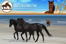 The horses are wild animals, which means they poop wherever they want, and you'll see it throughout the drive. Corolla Wild Horse Fund Visit Outer Banks Obx Vacation Guide