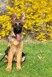 Maybe you would like to learn more about one of these? Deluca Trained Working Line German Shepherd Puppy Man S Best Friend