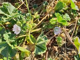 Image result for Crotalaria confertiflora