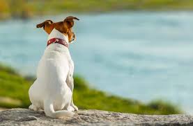 Unfortunately, the cause of most cancers is not known and therefore prevention is difficult. Potential Warning Signs That Your Pet May Have Cancer Shallowford Animal Hospital