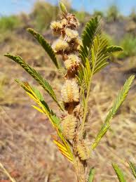 Image result for Kotschya