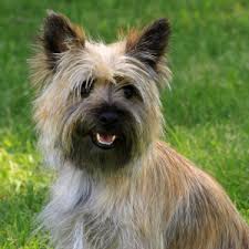 Image result for cairn teriér