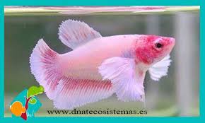 Betta Hembra Surtida 3 4cm Dumbo 12 53 Dnatecosistemas Es