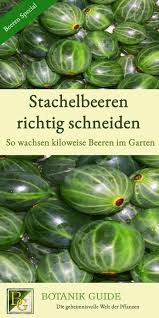Stachelbeeren Richtig Schneiden So Gibt S Kiloweise Beeren Straucher Garten Stachelbeeren Pflanzen Garten