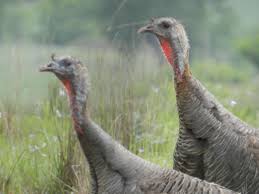 You can use it professionally as well as to tease someone if you are in a jolly mode. Basic Turkey Calling Sounds Plain Cluck And Yelp