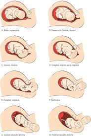 The active stage of labor. Labour Progress Prenatal Education