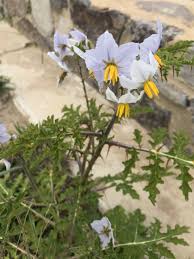 Image result for Solanum sisymbriifolium