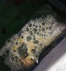 Itulah beberapa jenis telur ikan atau caviar termahal di dunia beserta. Selain Jantan Makan Telur Ni Juga Peminat Ikan Laga Facebook
