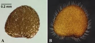 Image result for Justicia tenella