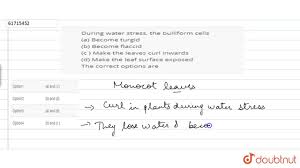 A route for substances to pass through a cell. During Water Stress The Bulliform Cells A Become Turgid B Beco Youtube