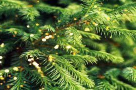 Image result for Cyathula polycephala