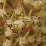 Image result for Tarenna pavettoides