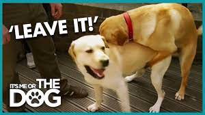 Get immediate access to our course How To Stop Your Dog Humping It S Me Or The Dog Youtube