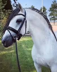 Pin On Horse Videos
