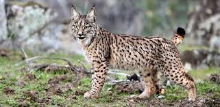 Resultado de imagen de fotos de animales en peligro de extinción