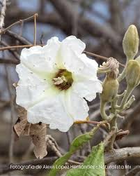 Image result for Ipomoea intrapilosa