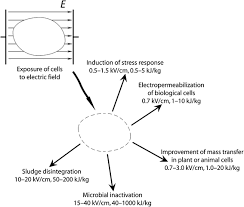 Ixl.com has been visited by 100k+ users in the past month Electroporation In Food Processing And Biorefinery Springerlink