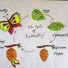 Four generations will typically complete the life cycle in a year. 1