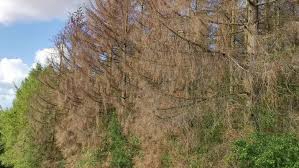 Baumsterben Auf Dem Greifenberg In Limburg A D L Mit Bildern Baum Berg Baum Fallen