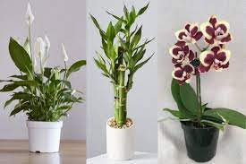 Misalnya untuk bunga anyelir warna merah jambu melambangkan kasih sayang abadi. 10 Tanaman Hias Imlek Pembawa Keberuntungan