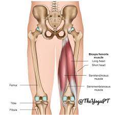 Hamstring synonyms, hamstring pronunciation, hamstring translation, english dictionary definition of hamstring. Why Are My Hamstrings So Hard To Stretch Andrea Trombley Physical Therapy And Yoga