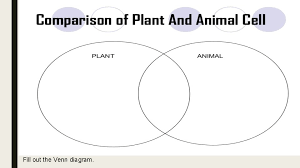 We did not find results for: Plant Vs Animal Cells Outline Of Lesson Watch