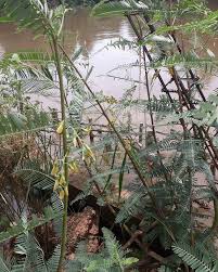 Image result for Aeschynomene sp. B