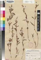 Image result for Hypoestes forskaolii