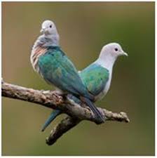 Sekitar 1.500 jenis di antaranya ditemukan di indonesia. Apa Saja Makanan Burung Merpati Hutan Blog Burung Dara