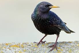 Vogel Bestimmen Leicht Zu Verwechseln Nabu Vogel Bestimmen Vogel Im Garten Vogelarten