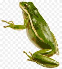 Otherwise known as the new world tree frog, the american green tree frog ( hyla cinerea) is one of the most iconic and aesthetically appealing frogs available to pet owners today. American Green Tree Frog Australian Green Tree Frog Froghd Terrestrial Animal Animal Tree Frog Png Pngwing