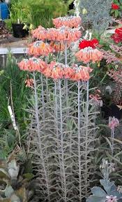 Thousands Kalanchoe Tubiflora Mother Ofmother Of Thousands Kalanchoe Tubiflora Jardim De Suculentas Suculentas Plantae