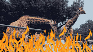 On the day it opened, everything about it had had a. African Safari Wildlife Park S Fire Claims Lives Of 10 Animals