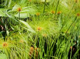 Image result for Cyperus papyrus
